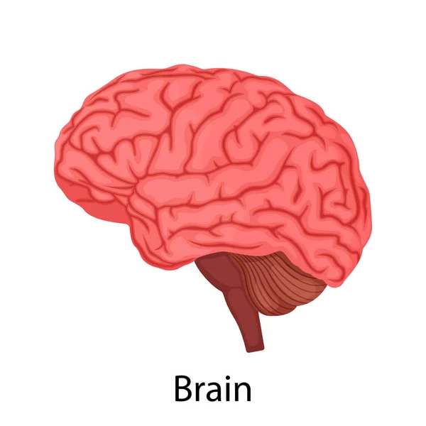 Ανθρώπινο Εγκέφαλο Απομονωμένο Λευκό Φόντο Εσωτερικό Όργανο Διανυσματική Απεικόνιση Λεπτομερή — Διανυσματικό Αρχείο