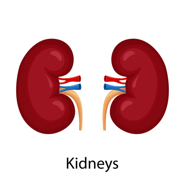 Kidneys Illustration Left Right Kidney Human Internal Organ Concept Urinary — ストックベクタ