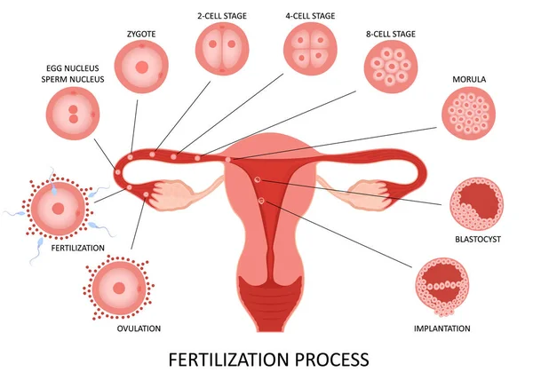Female Reproductive System Ovulation Fertilization Process Stages White Background Flat — Vetor de Stock