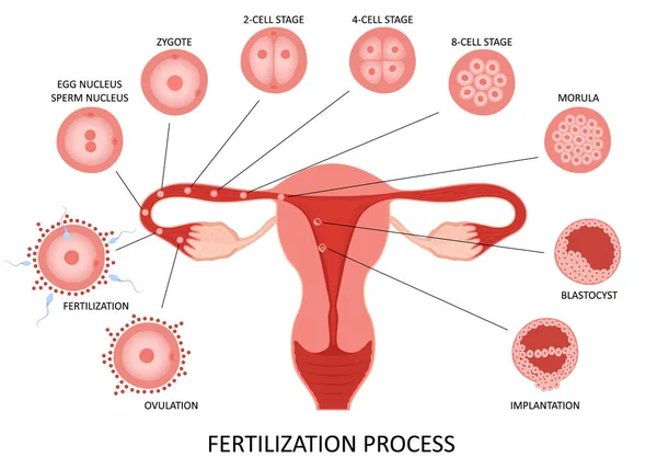 Female reproductive system ovulation and fertilization process stages on white background, flat vector illustration