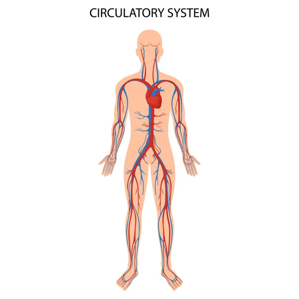 Система Кровообігу Людини Анатомія Серця Кровоносна Система Артерія Людини Медична — стоковий вектор