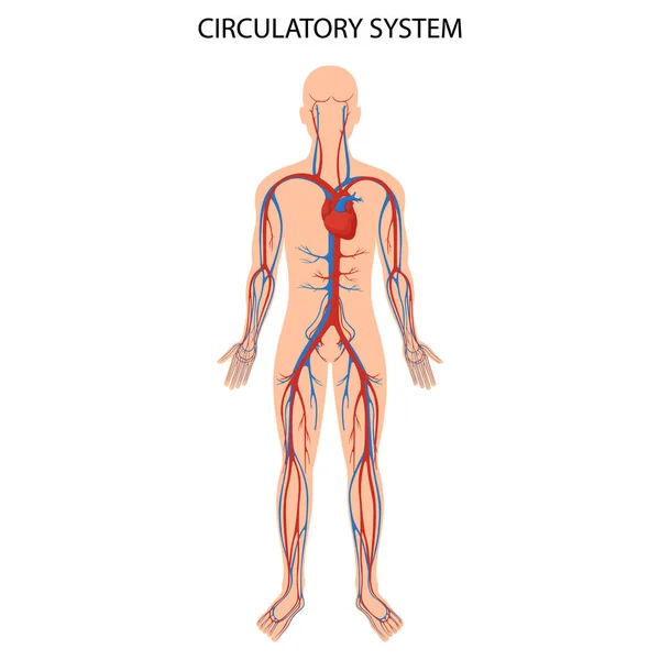 Human circulatory system. Heart anatomy, circulatory system, human blood artery, medical illustration of blood circulation in human body, realistic flat design.