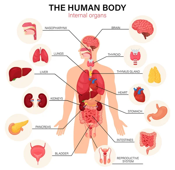 Corpo Humano Diagrama Órgãos Internos Poster Infográfico Plano Com Ícones —  Vetores de Stock