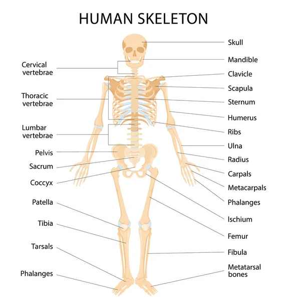 Human Skeletal System Letterings Bones Infographics White Background Realistic Yellow — Wektor stockowy