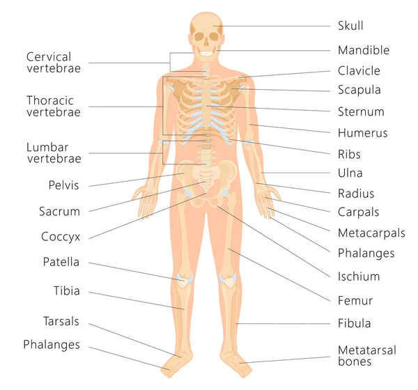 Human Skeletal System Letterings Bones Infographics White Background Medical Banner — Stockvector