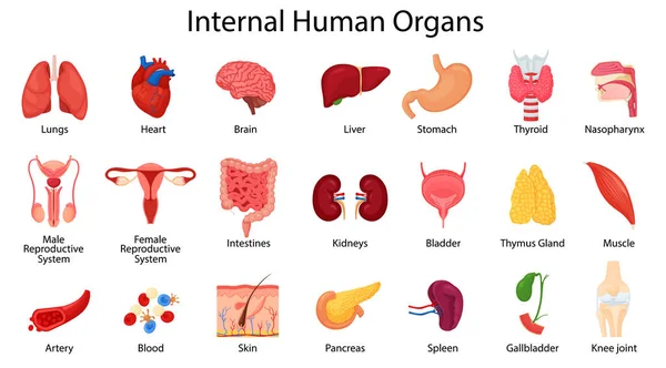 Realistic Human Internal Organs Icons Set Lungs Kidneys Stomach Intestines — Stock vektor