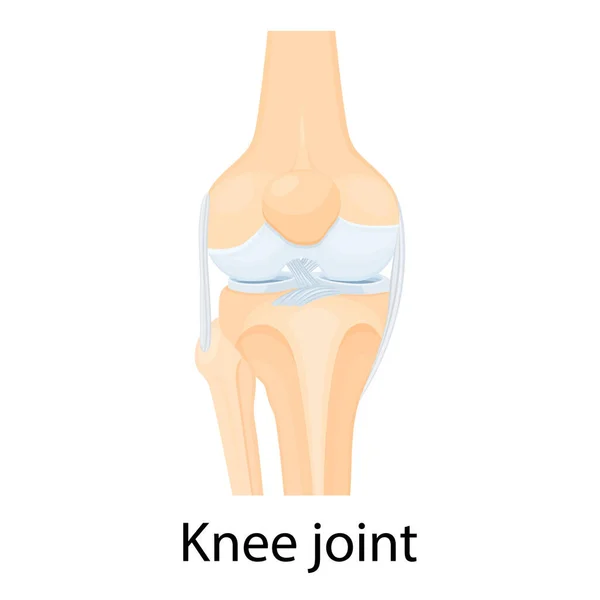 Knee joint isolated vector illustration, flat design. Ligaments of the knee. Anterior and Posterior cruciate ligaments, Patellar and Quadriceps, tendons, Medial and Lateral collateral ligaments.