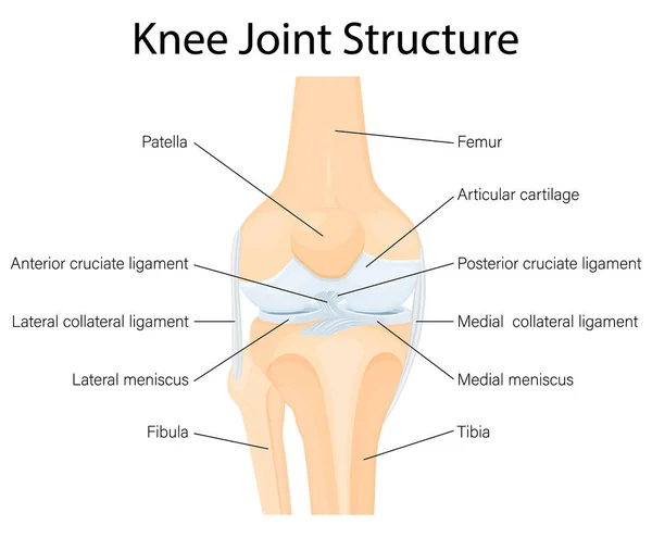 Human Knee Joint Anatomy Ligaments Knee Anterior Posterior Cruciate Ligaments — Stockvector