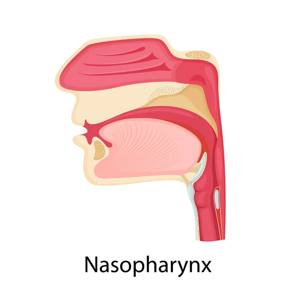 Nasopharynx Icon Cartoon Vector Flat Illustration Isolated White Background Nose — Vector de stock