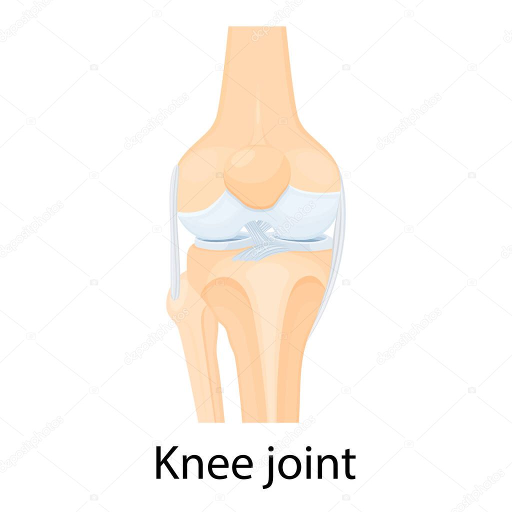 Knee joint isolated vector illustration, flat design. Ligaments of the knee. Anterior and Posterior cruciate ligaments, Patellar and Quadriceps, tendons, Medial and Lateral collateral ligaments.
