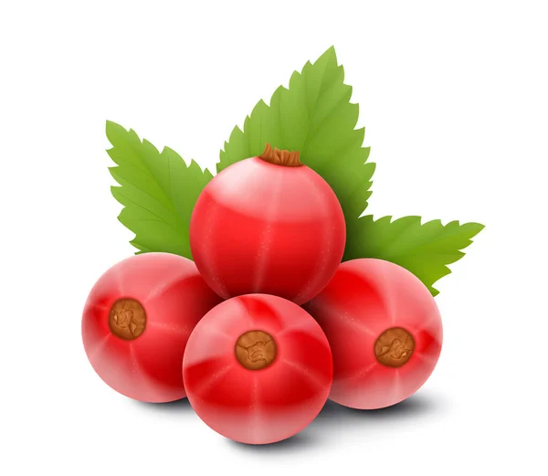 Red Currant Realistic Vector Illustration Berries Green Leaves Isolated White — Image vectorielle