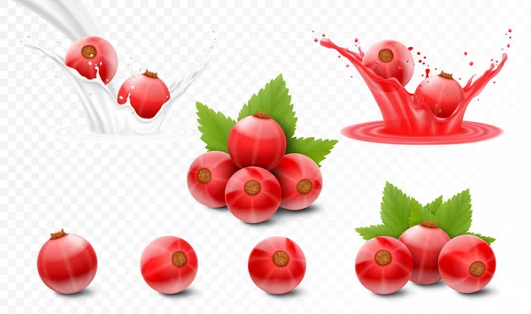 Set Red Currants Berries Juice Currants Milk Yogurt Splash Realistic — Wektor stockowy