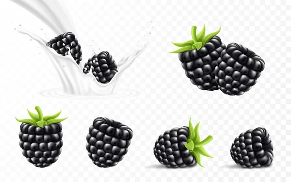 Whole Slice Blackberry Blackberry Splash Milk Yogurt Realistic Isolated Vector — Stok fotoğraf