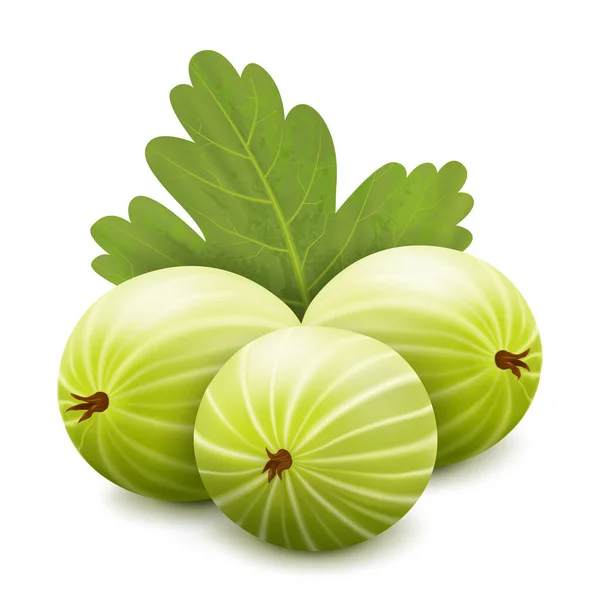 Gooseberry Realisitc Vector Illustration Argus Berries Leaves Isolated White Background — 스톡 벡터
