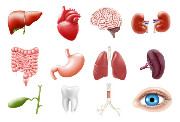 Human Internal Organs Isolated White Background Lungs Kidneys Stomach Intestines — 图库矢量图片