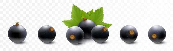 黑醋栗或蓝莓 现实的浆果和绿叶3D矢量图解 在白色背景下孤立 — 图库矢量图片