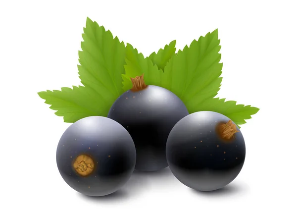 黒スグリまたはブルーベリー 果実と緑の葉の現実的な3Dベクトル図は 白い背景に隔離されました — ストックベクタ