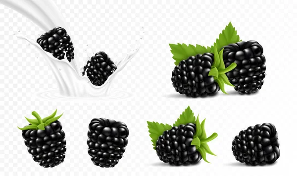 Whole Slice Blackberry Blackberry Splash Milk Yogurt Realistic Isolated Vector — Image vectorielle