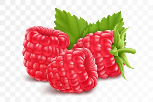 Raspberry Diisolasi Pada Latar Belakang Transparan Buah Musim Panas Alami - Stok Vektor