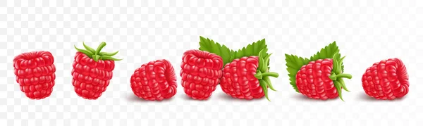 Sammlung Von Reifen Himbeeren Isoliert Auf Transparentem Hintergrund Natürliche Sommerfrüchte — Stockvektor