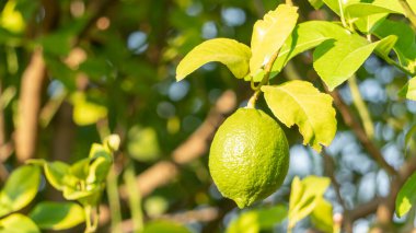 Bahçedeki yeşil limon bitkisi.