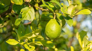 Bahçedeki yeşil limon bitkisi.