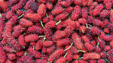 Kırmızı dut meyvesini yakın..