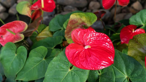 庭に赤フラミンゴの花 アンスリウム アンドラエアヌム ランド — ストック写真
