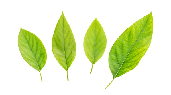 Зеленые Листья Авокадо Белом Фоне — стоковое фото