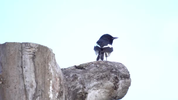 Oriental Magpie Robin Pássaro Cantando Uma Árvore — Vídeo de Stock