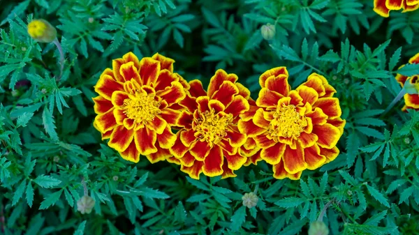 Marigolds Flowers Plant Garden — Stock Photo, Image