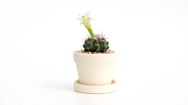 Cactus Has Flower Pot White Background — Stock Photo, Image