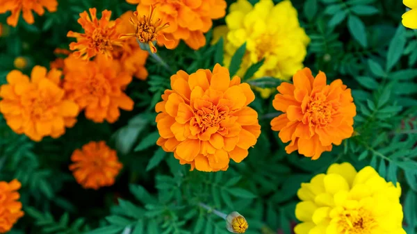 Marigolds Flores Planta Jardim — Fotografia de Stock