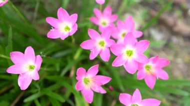 Pembe Zephyranthes Bahçedeki Lily Çiçeği.