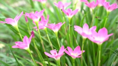 Pembe Zephyranthes Bahçedeki Lily Çiçeği.