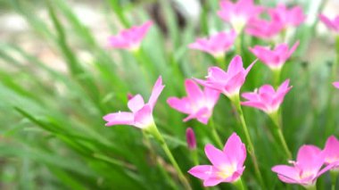 Pembe Zephyranthes Bahçedeki Lily Çiçeği.