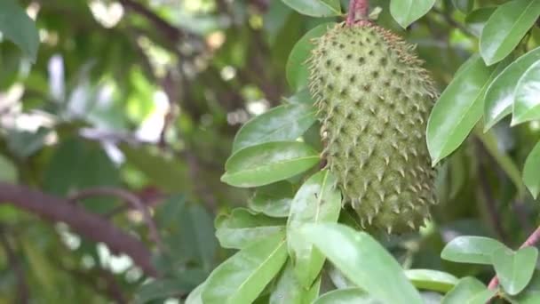 Grüne Sauerampferfrucht Hängt Einem Sauerampferbaum — Stockvideo