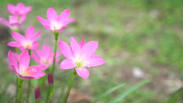 Pink Zephyranthes Lily Flower Garden — Stock Video