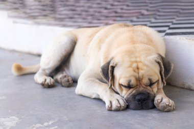 Evde yerde yatarken çok güzel pug köpek