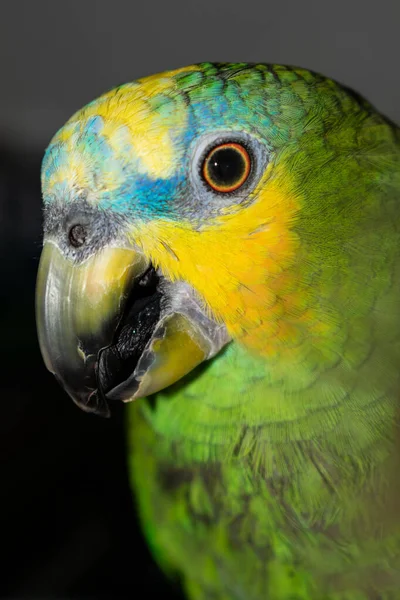 Papagaio Amazônico Close Aves Tropicais Com Belas Penas Plumagem — Fotografia de Stock