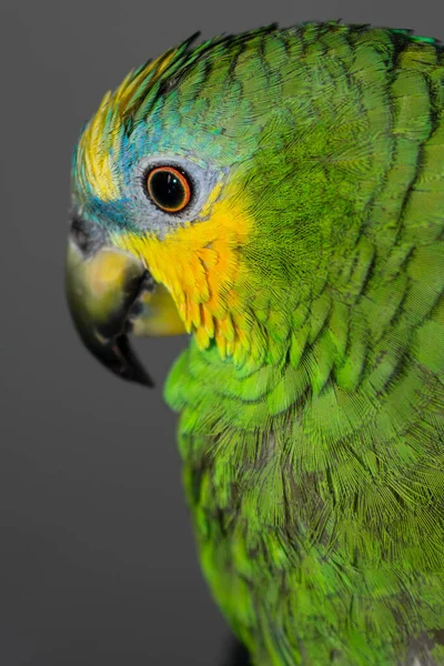 Amazonas Papagáj Közelkép Trópusi Madarak Gyönyörű Tollazatú Tollakkal — Stock Fotó
