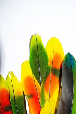 Beyaz arkaplanda izole edilmiş renkli kuş tüyü koleksiyonu.
