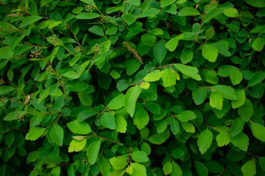 yaprak yeşil bitki arka plan