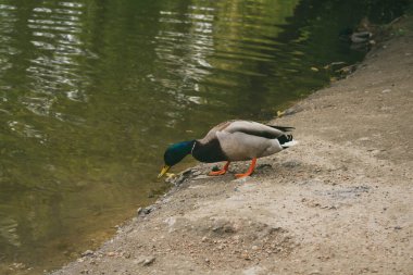 Bir ördek gölden su içiyor.