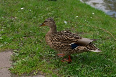 Yeşil çimlerde bir ördek