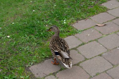 Yeşil çimlerde bir ördek