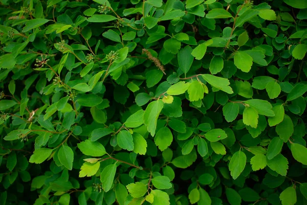Yaprak Yeşil Bitki Arka Plan — Stok fotoğraf