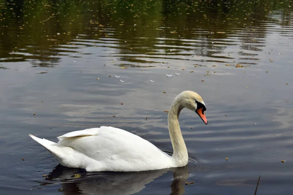 Cisne Branco Nada Lago — Fotografia de Stock