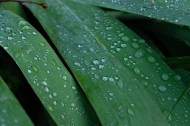 Yaratıcı tasarım su damlaları bir yaprağın üzerine düşer, düzleşir. Doğa arkaplanı