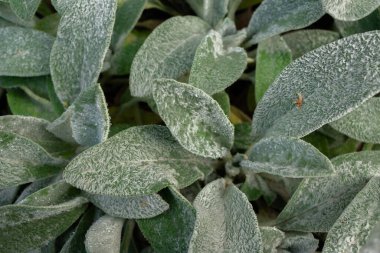 Donmuş tarla bitkilerindeki ilk don, sonbaharın sonlarında yakın plan. Güzel soyut donmuş mikro evren deseni. Doğada dondurucu soğuk hareketi.